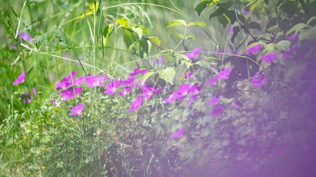 L'Esquisse du Paysage