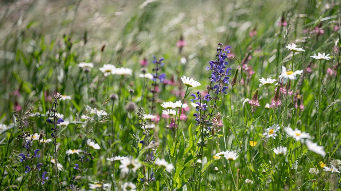 L'Esquisse du Paysage